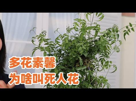 素馨花禁忌